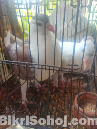 কবুতর